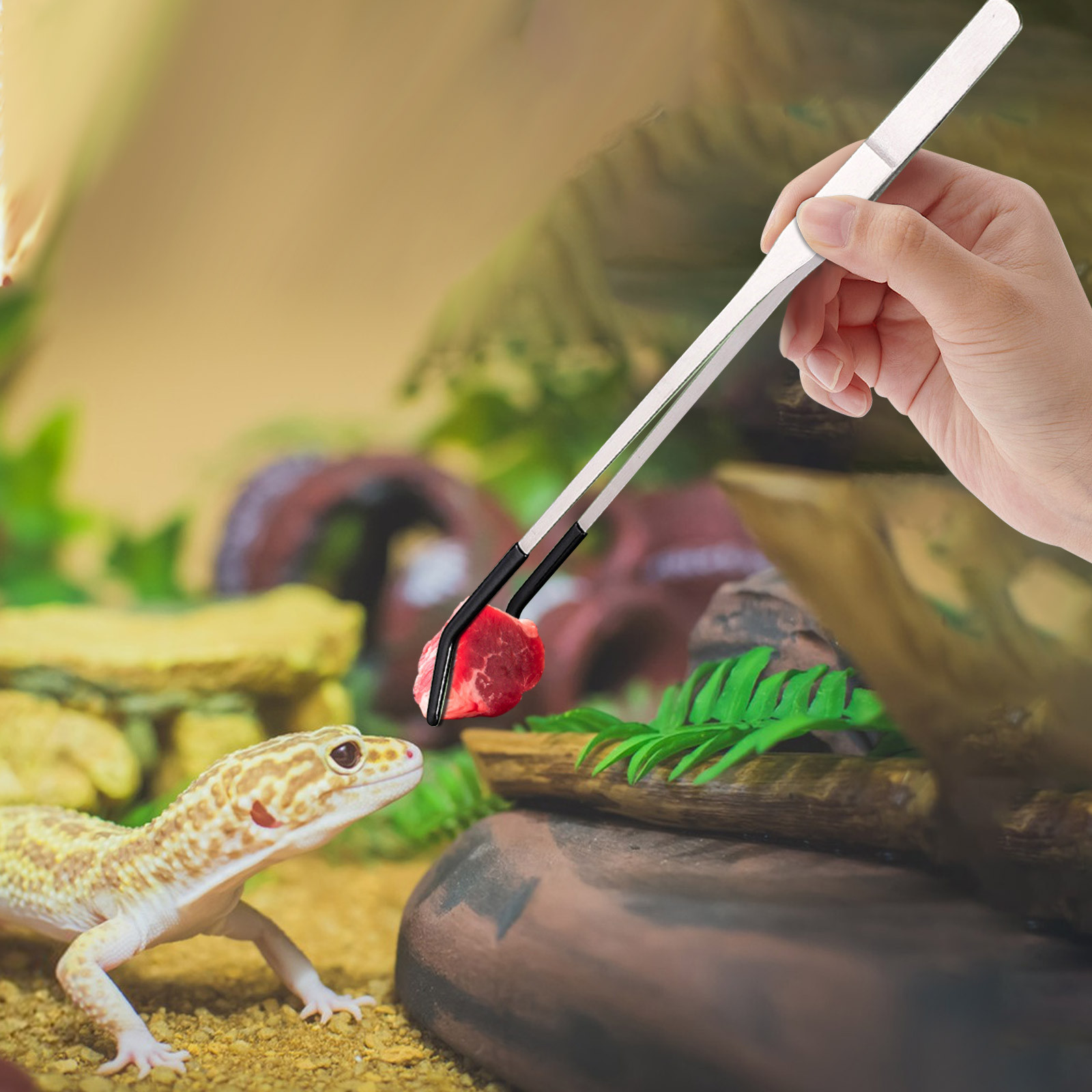 Water Dish Reptile - 파충류, 도마뱀, 거미, 독거미, 고슴도치, 뱀,
